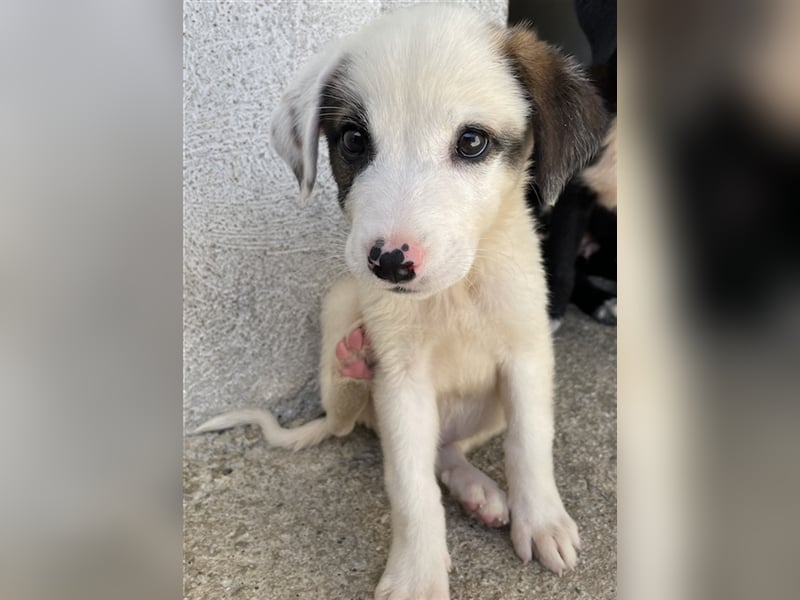 Alain, geb. ca. 06/2023, lebt in GRIECHENLAND, im städt. Tierheim Serres
