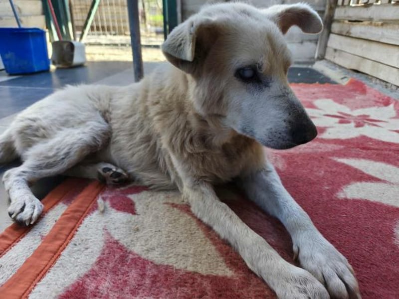 Pipina, geb. ca. 06/2014, lebt in GRIECHENLAND, auf einer privaten Pflegestelle