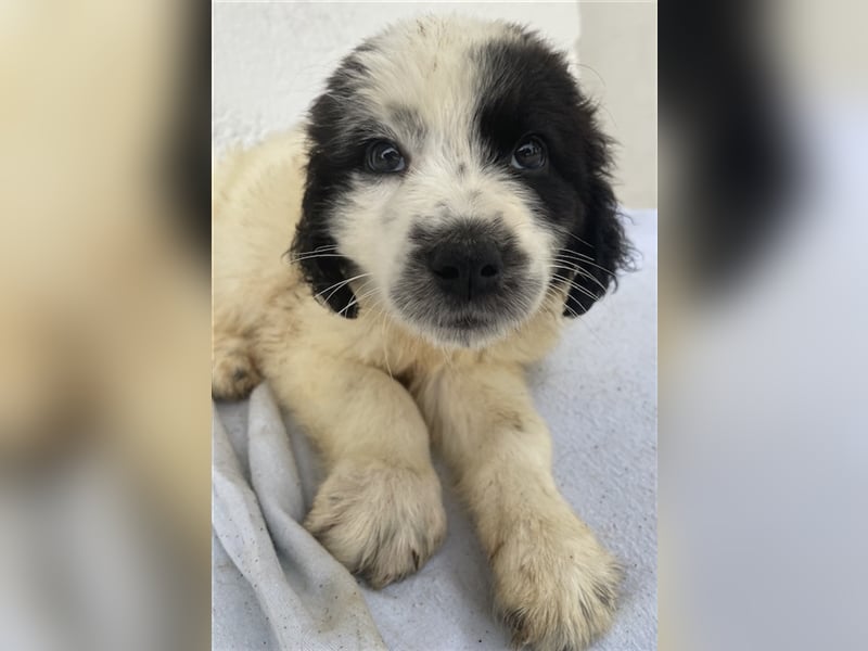 Yuni, geb. ca. 03/2023, lebt in GRIECHENLAND, im städt. Tierheim Serres