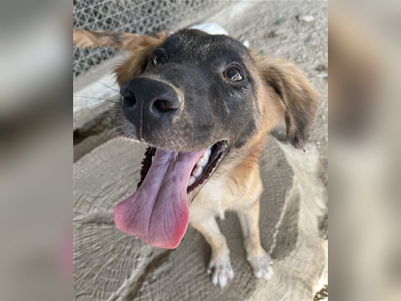 Lacasito, geb. ca. 01/2022, lebt in GRIECHENLAND, im städt. Tierheim Serres