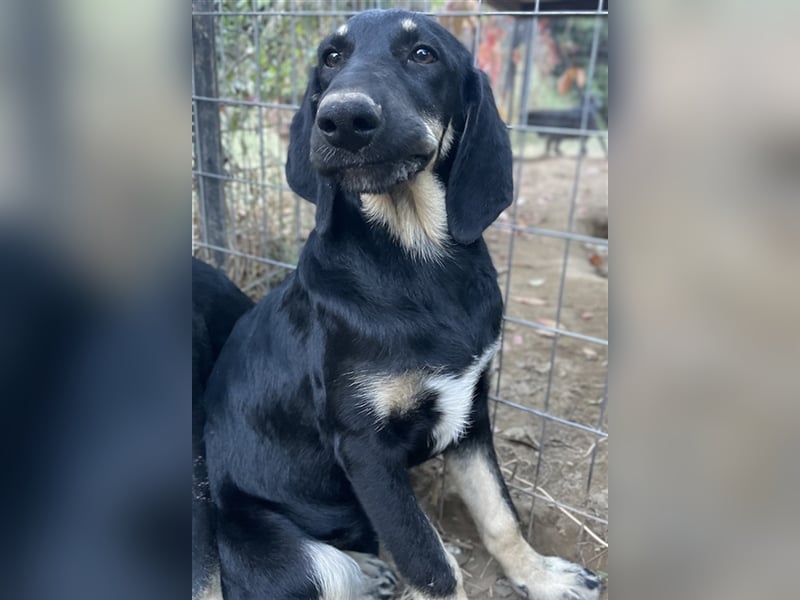 Blueberry, geb. ca. 06/2023, lebt in GRIECHENLAND, auf einer privaten Pflegestelle