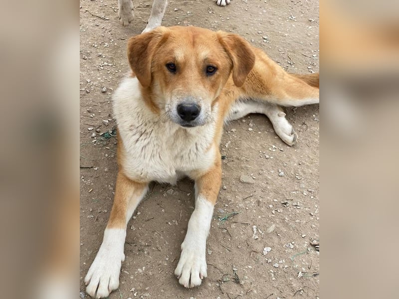 Imilo, geb. ca. 04/2024, lebt in GRIECHENLAND, im städt. Tierheim Serres