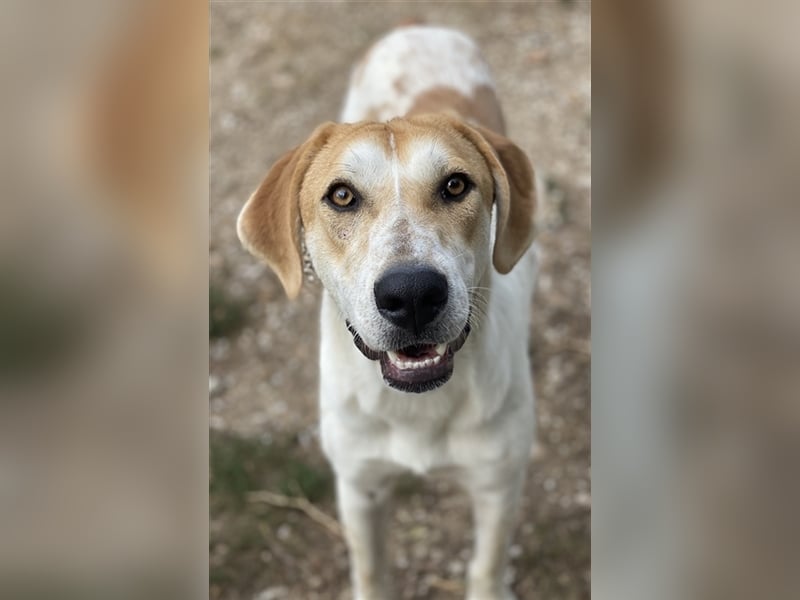 Roxi, geb. ca. 11/2022, lebt in GRIECHENLAND, im städt. Tierheim Serres