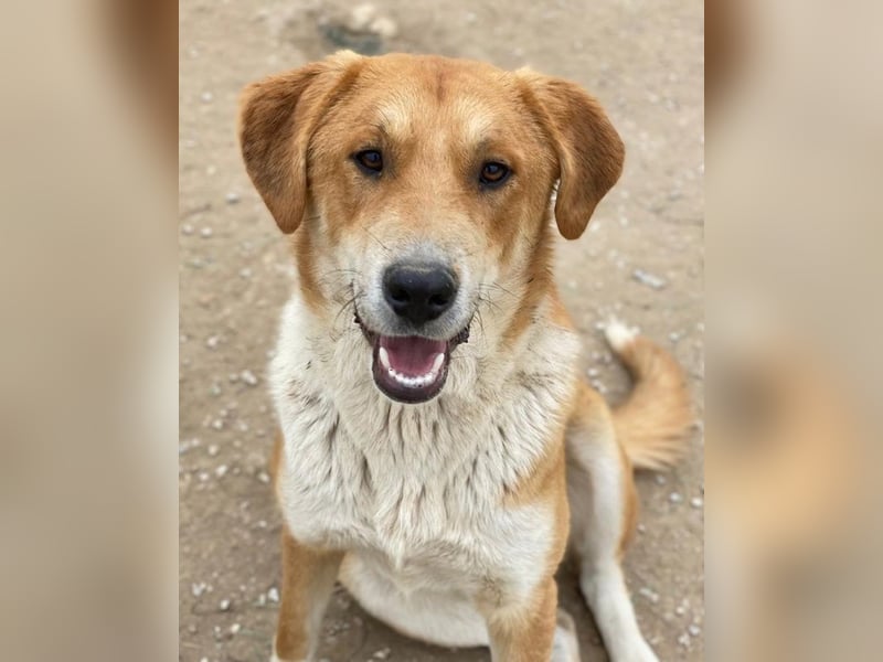 Imilo, geb. ca. 04/2024, lebt in GRIECHENLAND, im städt. Tierheim Serres