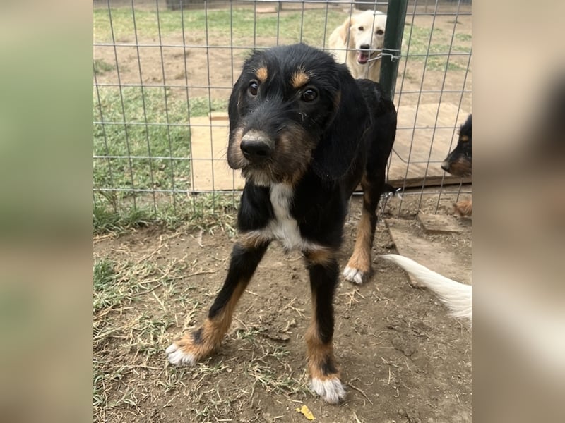 Bertha, geb. ca. 03/2023, lebt in GRIECHENLAND, im städt. Tierheim Serres