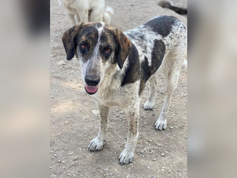 Nonga, geb. ca. 06/2023, lebt in GRIECHENLAND, im städt. Tierheim Serres