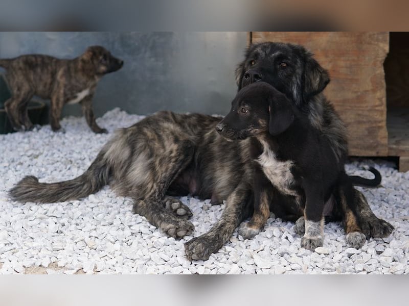 Louisa, geb. ca. 12/2023, lebt in GRIECHENLAND, im städt. Tierheim Serres