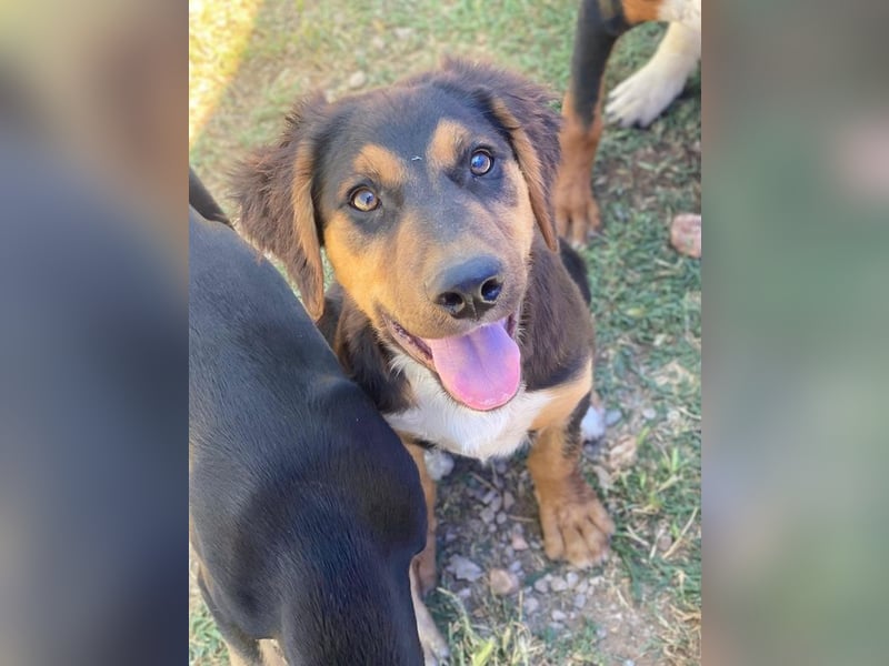 Quasti, geb. ca. 02/2025, lebt in GRIECHENLAND, auf einer privaten Pflegestelle