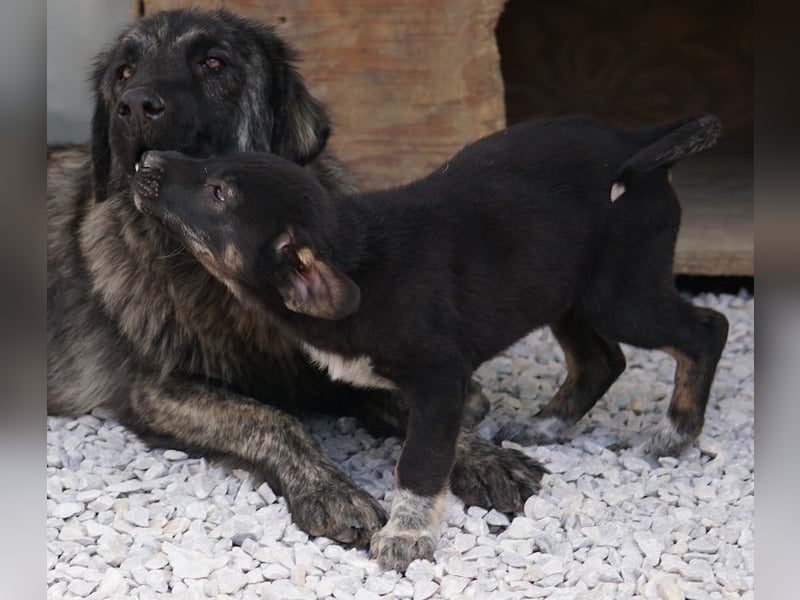 Louisa, geb. ca. 12/2023, lebt in GRIECHENLAND, im städt. Tierheim Serres