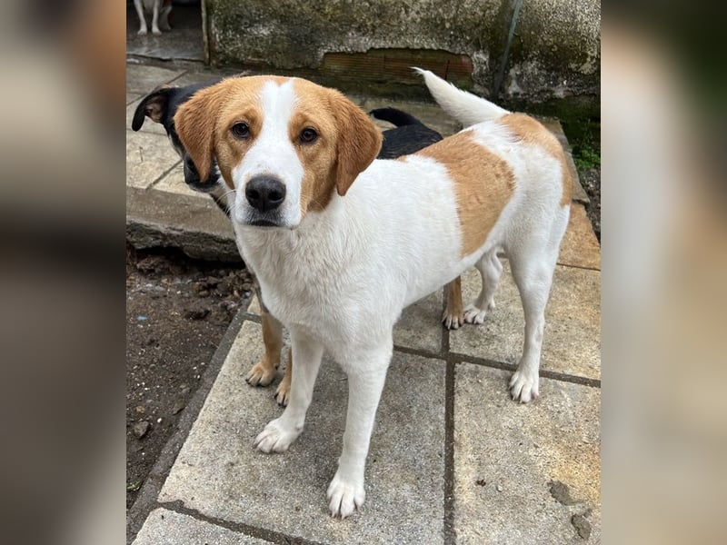 Laola, geb. ca. 05/2024, lebt in GRIECHENLAND, auf einem Gelände mit notdürftiger Versorgung