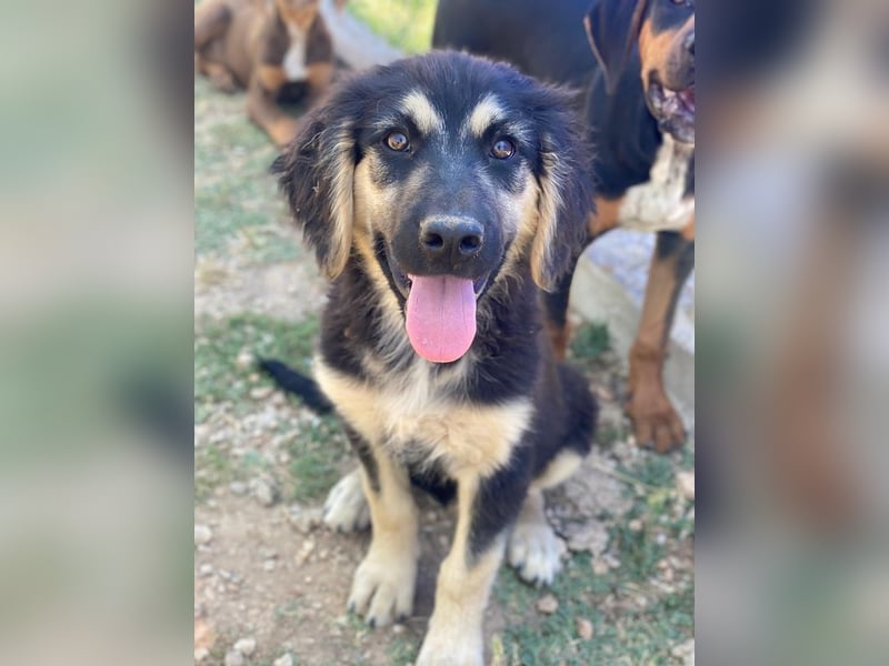 Quana, geb. ca. 02/2025, lebt in GRIECHENLAND, auf einer privaten Pflegestelle