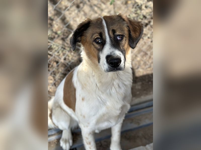 Fiva, geb. ca. 02/2024, lebt in GRIECHENLAND, im städt. Tierheim Serres