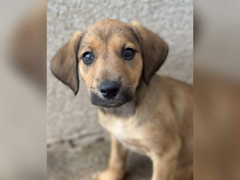 Tiana, geb. ca. 02/2026, lebt in GRIECHENLAND, im städt. Tierheim Serres