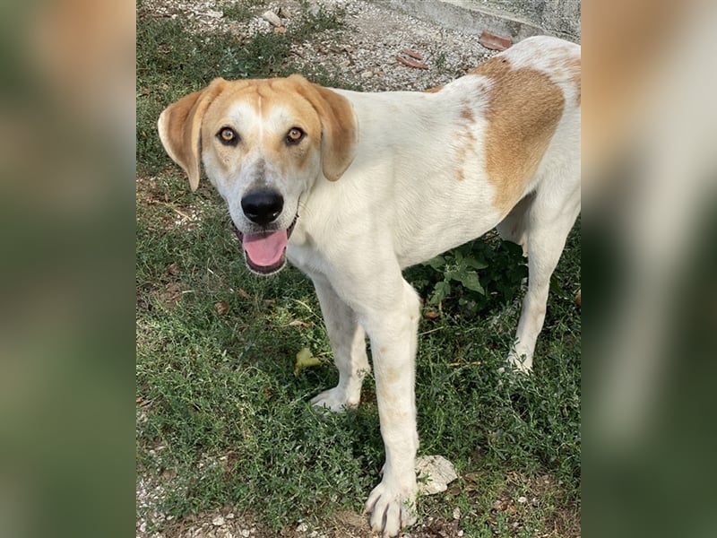 Roxi, geb. ca. 11/2022, lebt in GRIECHENLAND, im städt. Tierheim Serres