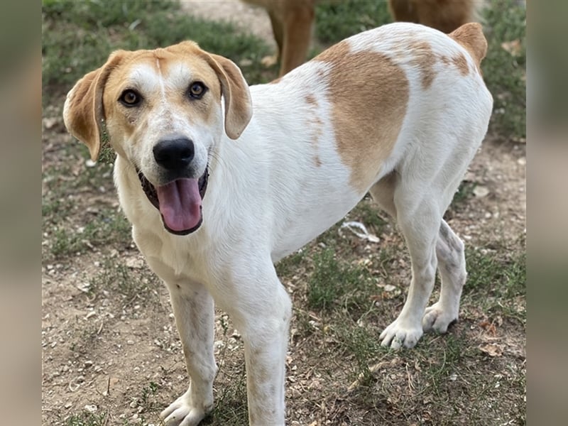 Roxi, geb. ca. 11/2022, lebt in GRIECHENLAND, im städt. Tierheim Serres