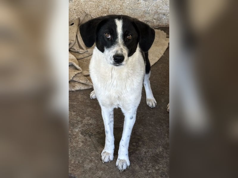 Lino, geb. ca. 03/2024, lebt in GRIECHENLAND, auf einer privaten Pflegestelle