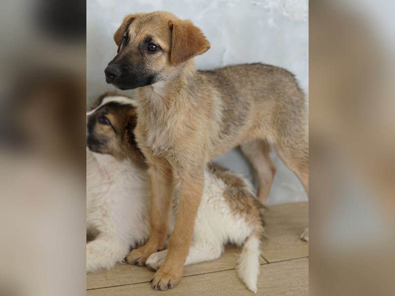 Anja, geb. ca. 12/2025, lebt in GRIECHENLAND, auf einer privaten Pflegestelle