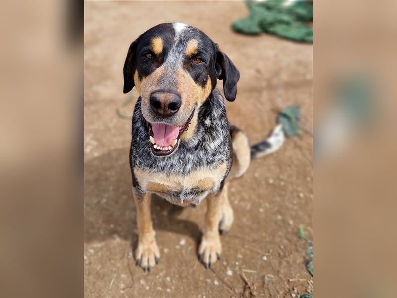 Bert, geb. ca. 10/2019, lebt in GRIECHENLAND, im städt. Tierheim Serres