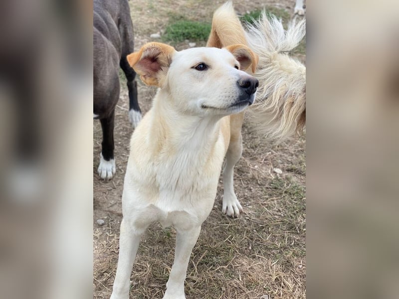 Kalena, geb. ca. 01/2025, lebt in GRIECHENLAND, im städt. Tierheim Serres