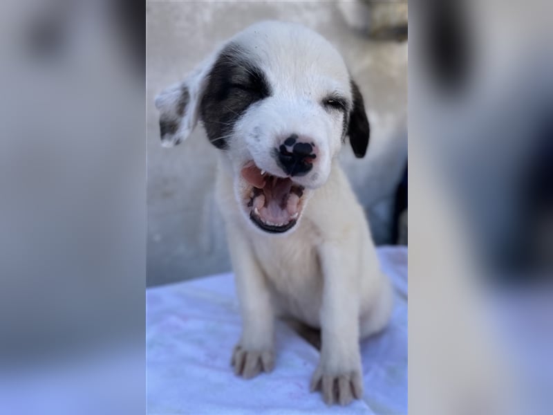 Alain, geb. ca. 06/2023, lebt in GRIECHENLAND, im städt. Tierheim Serres