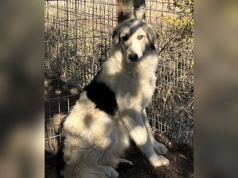 Sally Brown, geb. ca. 12/2023, lebt in GRIECHENLAND, auf einer privaten Pflegestelle
