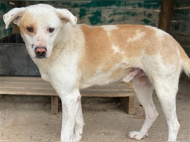 Lono, geb. ca. 06/2020, lebt in GRIECHENLAND, auf einer privaten Pflegestelle