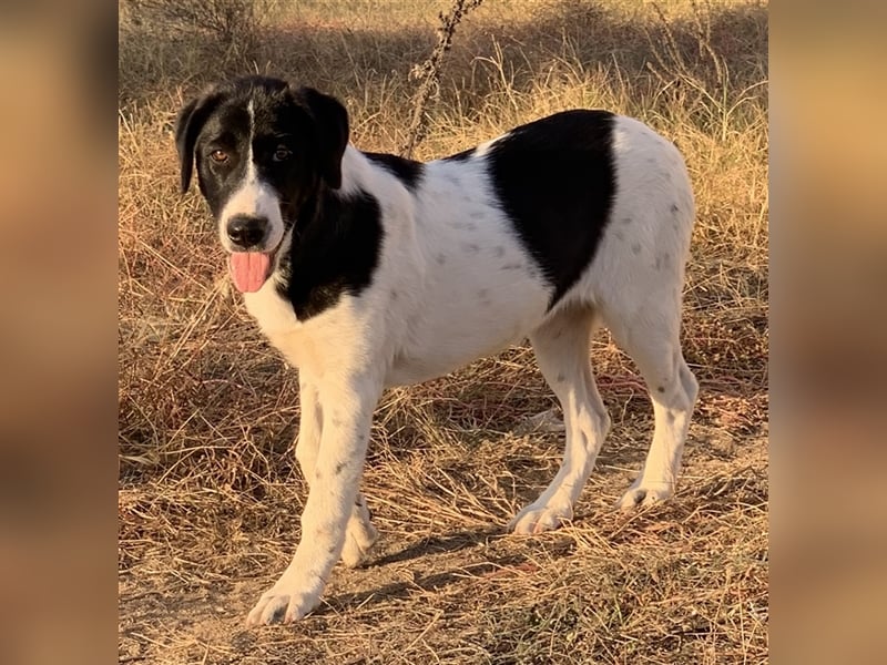 Umia, geb. ca. 05/2022, lebt in GRIECHENLAND, auf einer privaten Pflegestelle