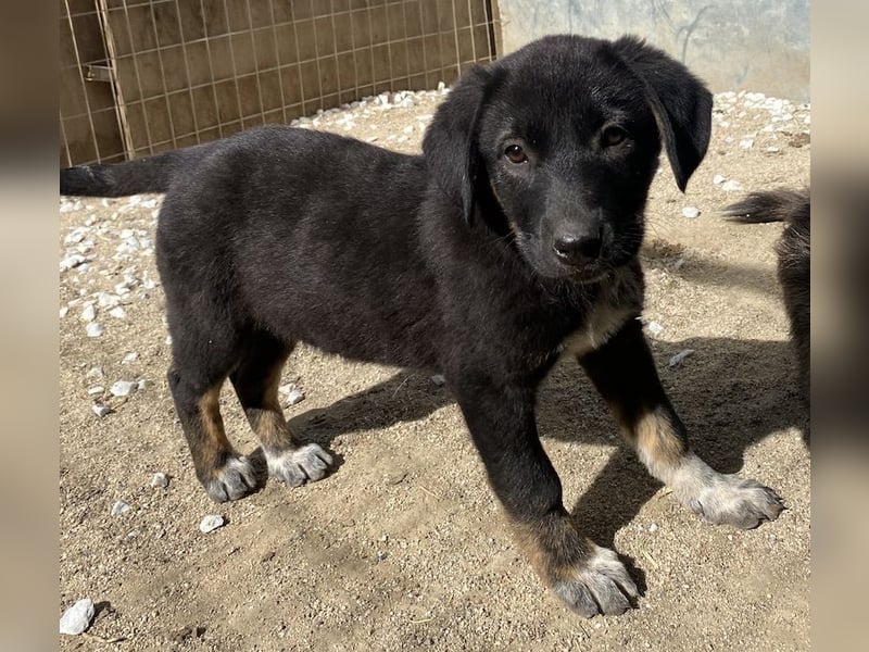 Louisa, geb. ca. 12/2023, lebt in GRIECHENLAND, im städt. Tierheim Serres