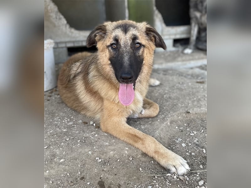 Thumper, geb. ca. 01/2022, lebt in GRIECHENLAND, im städt. Tierheim Serres