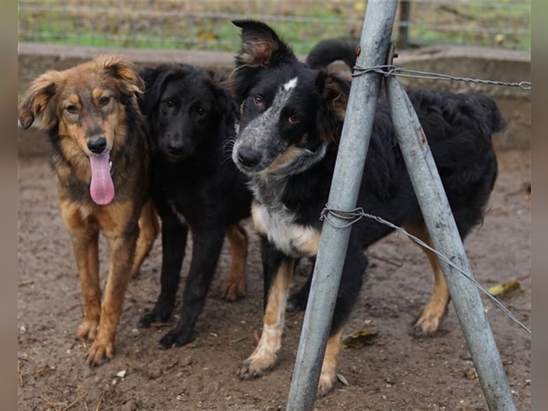 Talom, geb. ca. 03/2022, lebt in GRIECHENLAND, auf einer privaten Pflegestelle
