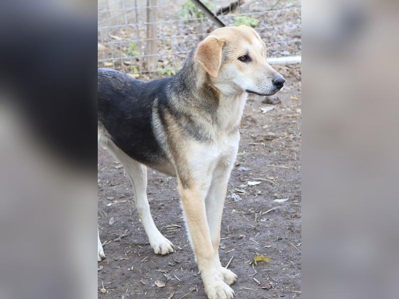 Ciri, geb. ca. 05/2024, lebt in GRIECHENLAND, im städt. Tierheim Serres