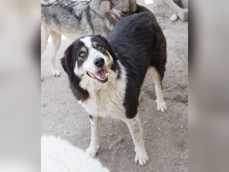 Xanda, geb. ca. 03/2023, lebt in GRIECHENLAND, im städt. Tierheim Serres