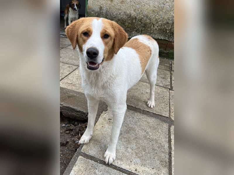 Laola, geb. ca. 05/2024, lebt in GRIECHENLAND, auf einem Gelände mit notdürftiger Versorgung