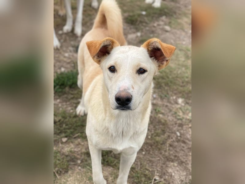 Kalena, geb. ca. 01/2025, lebt in GRIECHENLAND, im städt. Tierheim Serres