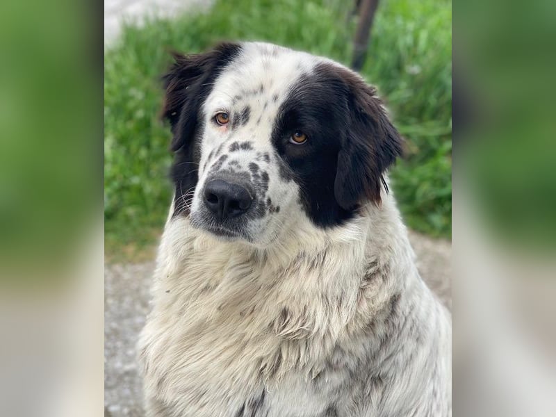 Blossom, geb. ca. 09/2024, lebt in GRIECHENLAND, beim städt. Tierheim Serres