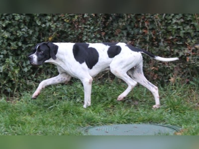 Attila, geb. ca. 08/2024, lebt auf einer Pflegestelle in 67735 Mehlbach