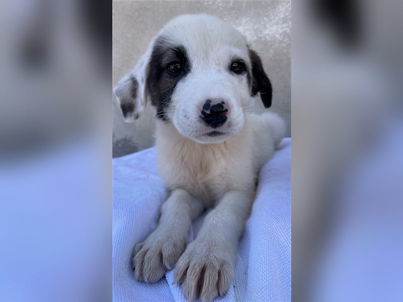 Alain, geb. ca. 06/2023, lebt in GRIECHENLAND, im städt. Tierheim Serres