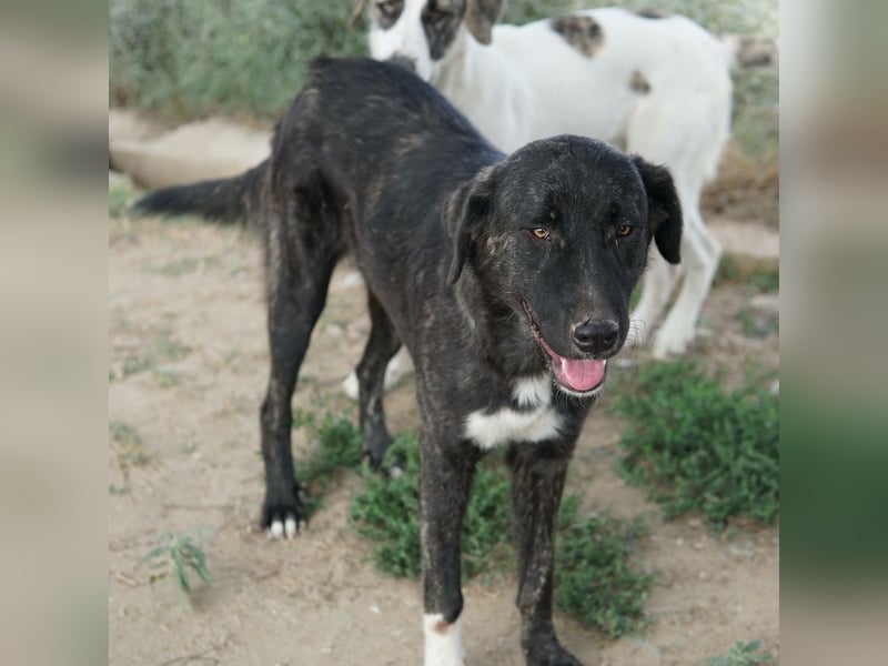 Targa, geb. ca. 12/2023, lebt in GRIECHENLAND, im städt. Tierheim Serres