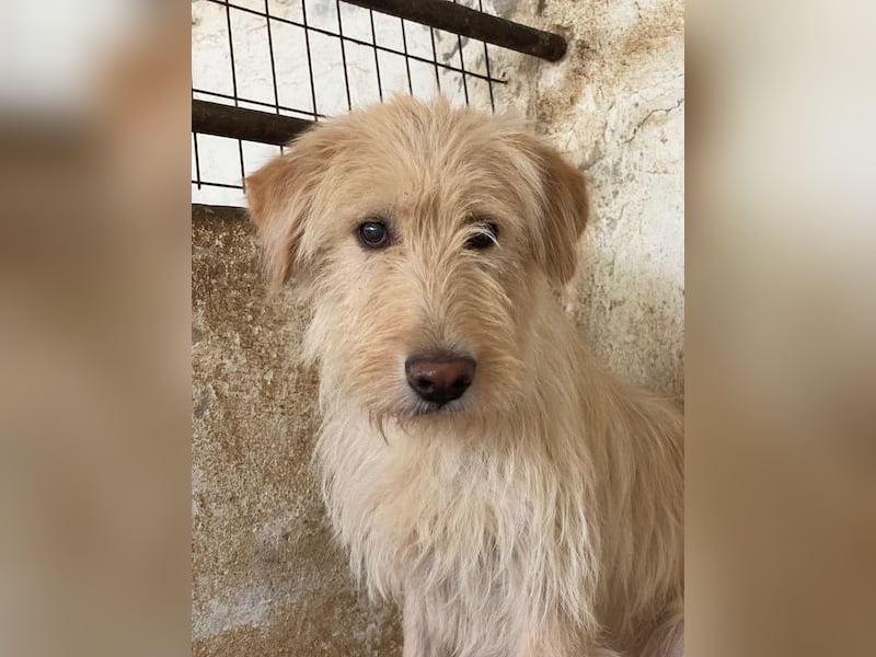 Susan, geb. ca. 04/2024, lebt in GRIECHENLAND, auf einer privaten Pflegestelle