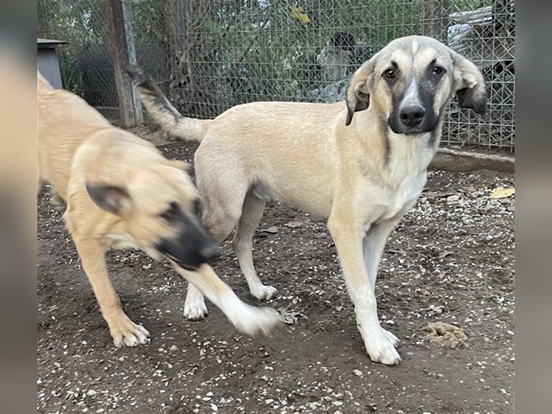 Peterchen, geb. ca. 03/2023, lebt in GRIECHENLAND, im städt. Tierheim Serres