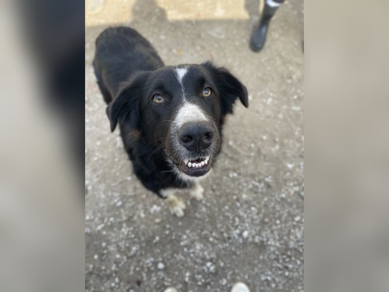 Meredith, geb. ca. 01/2022, lebt in GRIECHENLAND, auf einem Gelände, auf dem die Hunde notdürftig ve