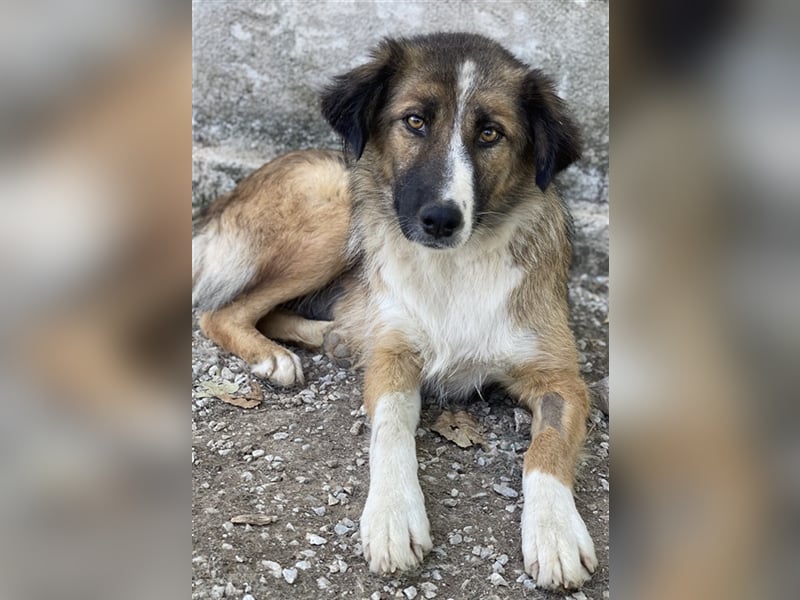 Poppi, geb. ca. 06/2021, lebt in GRIECHENLAND, im städt. Tierheim Serres