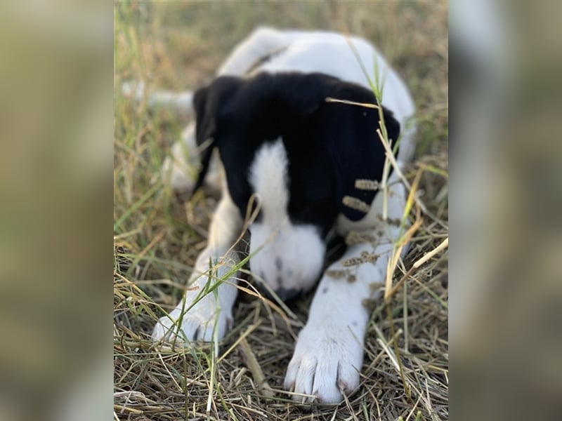 Rico, geb. ca. 05/2022, lebt in GRIECHENLAND, auf einer privaten Pflegestelle