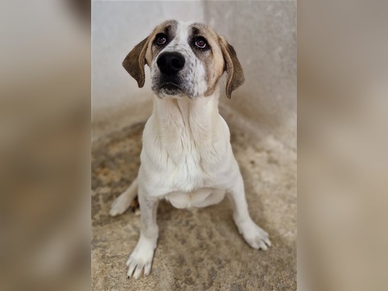 Lou, geb. ca. 11/2022, lebt in GRIECHENLAND, im städt. Tierheim Serres