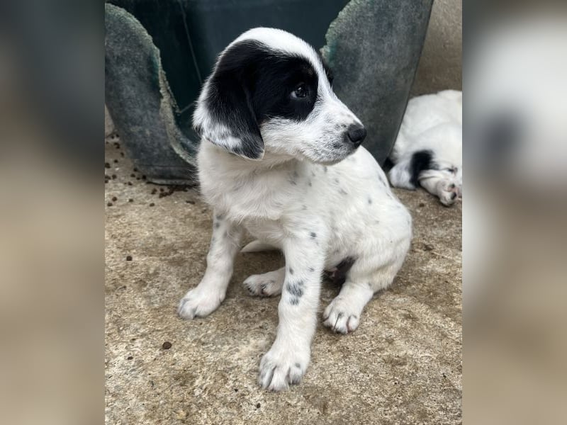 Sarah, geb. ca. 02/2026, lebt in GRIECHENLAND, im städt. Tierheim Serres