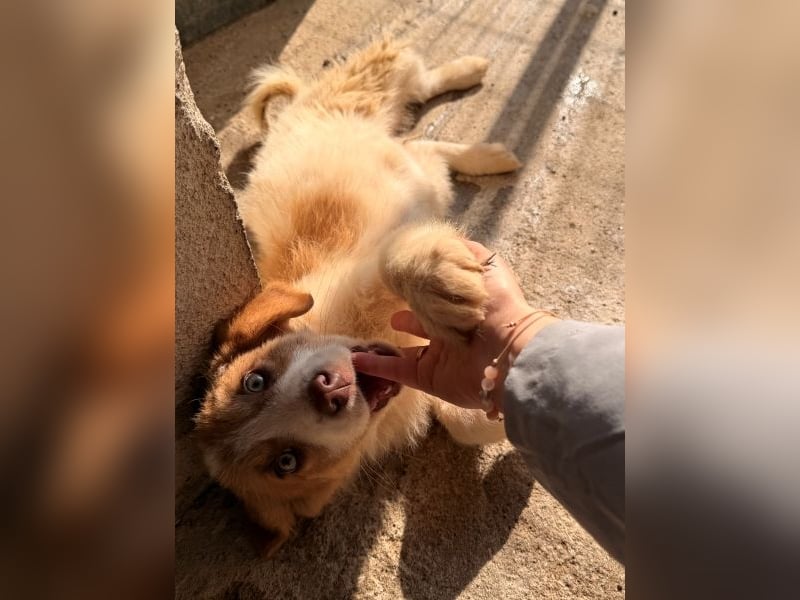 Josefine, geb. ca. 12/2025, lebt in GRIECHENLAND, im städt. Tierheim Serres