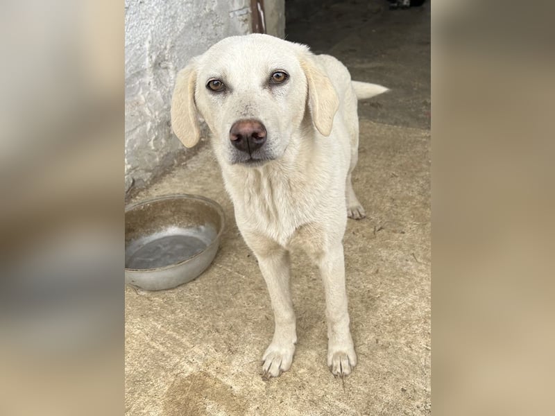 Nomi, geb. ca. 10/2024, lebt in GRIECHENLAND, auf einer privaten Pflegestelle