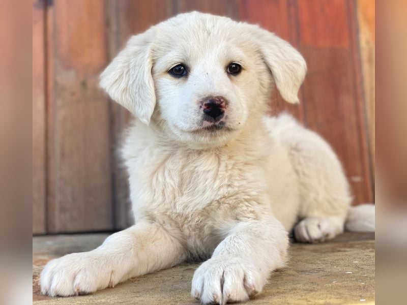 Saki, geb. ca. 03/2026 , lebt in GRIECHENLAND, auf einer privaten Pflegestelle