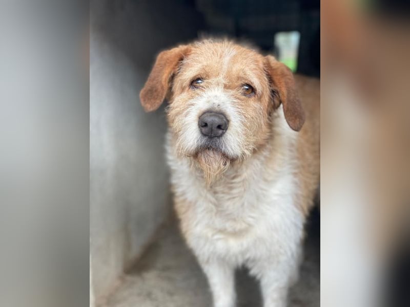 Yvaine, geb. ca. 05/2024, lebt in GRIECHENLAND, im städt. Tierheim Serres