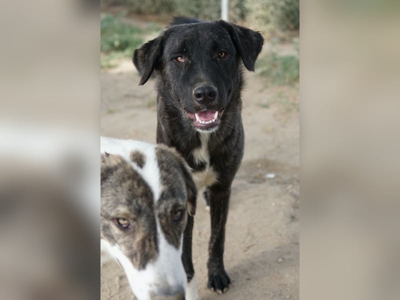 Targa, geb. ca. 12/2023, lebt in GRIECHENLAND, im städt. Tierheim Serres